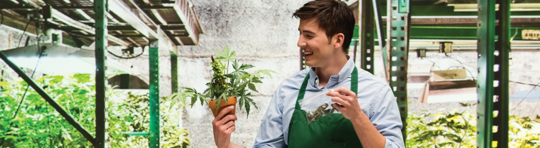 Cannabis professional