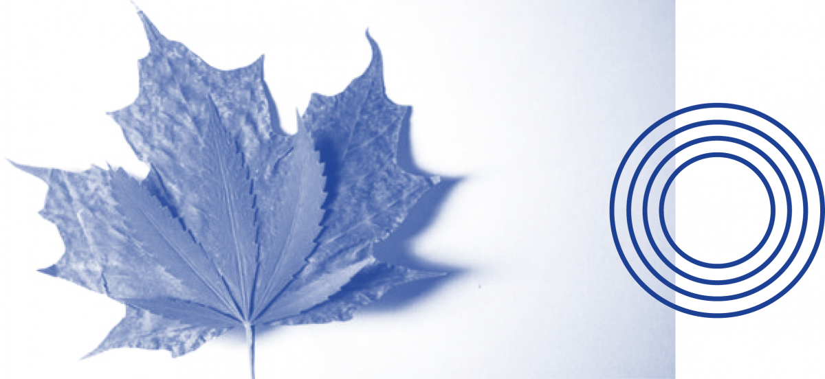 Cannabis