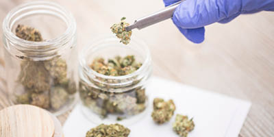  Cannabis