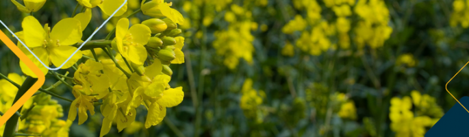 Canola