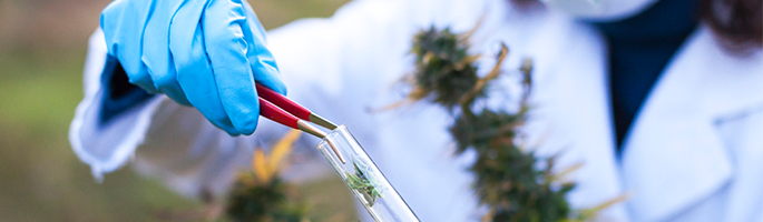 Cannabis testing