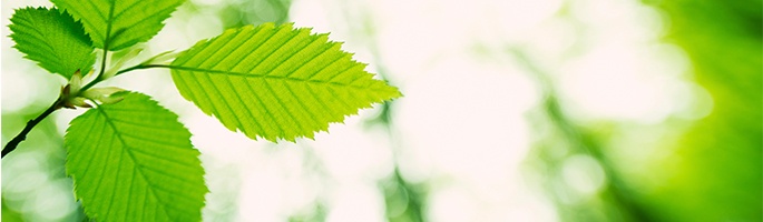 Scc Celebrates World Environment Day 2018 Standards Council Of