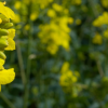 Canola