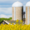 Canola field